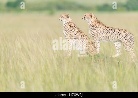 Two Cheetah (Acinonix jubatus) standing on the look out at savanna, Maasai Mara National Reserve, Kenya