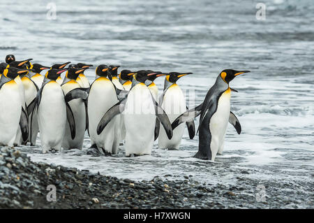 King penguins (Aptenodytes patagonicus)in Fortuna Bay; South Georgia, South Georgia and the South Sandwich Islands, United Kingdom Stock Photo