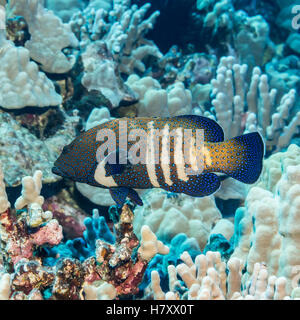 Peacock Grouper (Cephalopholis argus) surrounded by coral that was photographed while scuba diving the Kona coast Stock Photo