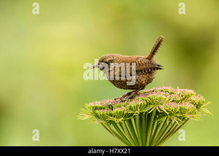 Pacific wren (Troglodytes pacificus) perched on wild celery on St. Paul Island in Southwest Alaska Stock Photo
