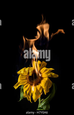 yellow sunflower on fire with flames on black background Stock Photo