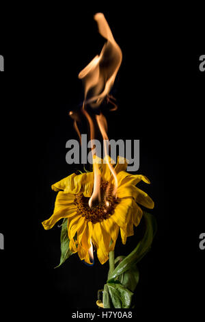 yellow sunflower on fire with flames on black background Stock Photo