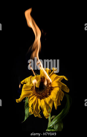 yellow sunflower on fire with flames on black background Stock Photo