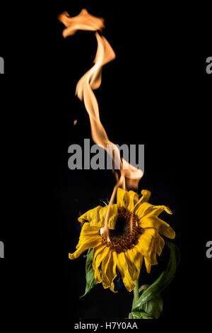 yellow sunflower on fire with flames on black background Stock Photo