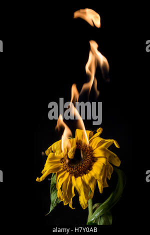 yellow sunflower on fire with flames on black background Stock Photo