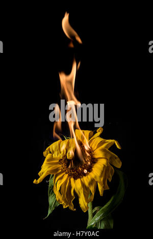 yellow sunflower on fire with flames on black background Stock Photo