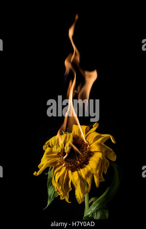 yellow sunflower on fire with flames on black background Stock Photo