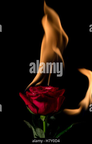 rose on fire with flames on black background Stock Photo