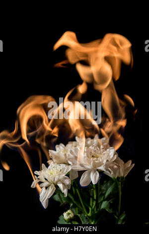 white flower on fire with flames on black background Stock Photo