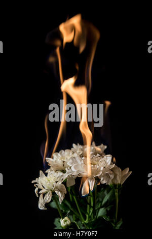 white flower on fire with flames on black background Stock Photo