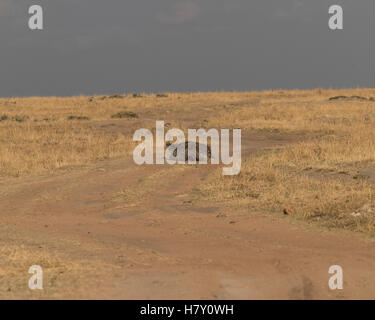 Female ostrich having a dust bath in the northern Serengeti