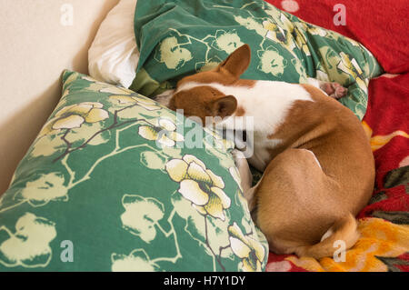 Basenji dog sleeping in its favorite pose on master's pillows Stock Photo