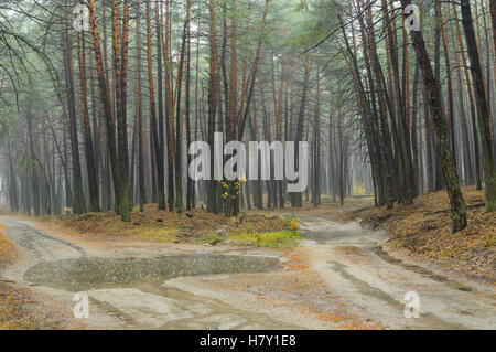 Forked sandy roads in rainy pine forest in Ukraine Stock Photo