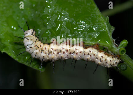 Zebra Longwing Butterfly Caterpillars feeding Heliconius charithonia on Stock Photo