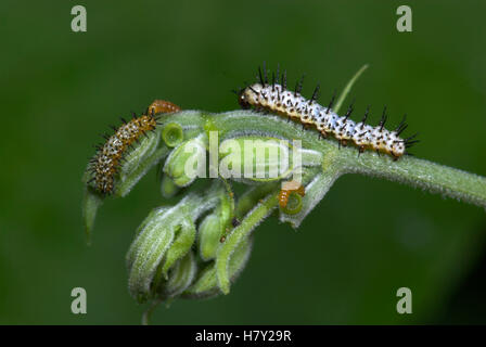 Zebra Longwing Butterfly Caterpillars feeding Heliconius charithonia on Stock Photo