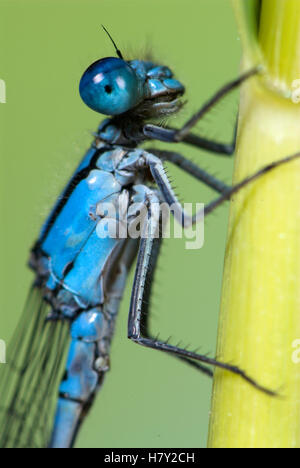 Common Blue Damselfly Enallaatma cyathigerum male resting on Stock Photo