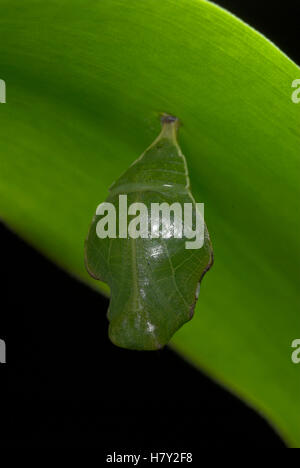 Graphium colonna Butterfly Pupae, chrysalis hanging underneath leaf of ...