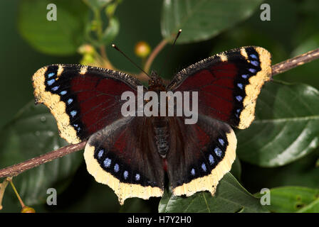 Camberwell Beauty Butterfly Nymphalis antiopa wings outstretched open Stock Photo