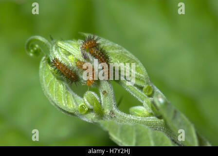 Young Butterfly Caterpillars Zebra Longwing Heliconius charithonia on Stock Photo