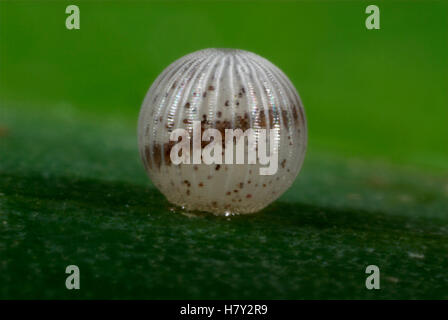 Owl Butterfly Eggs Caligo species white and brown Stock Photo