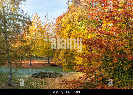 Trees, Autumn. Leaves in full colour at a park at Victoria Embankment, Nottingham, England, UK Stock Photo