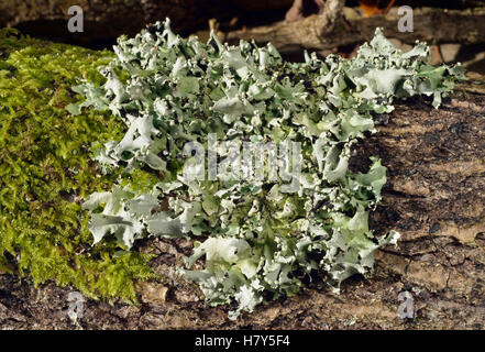 Lichen - Parmotrema reticulatum Growing on fallen log Stock Photo