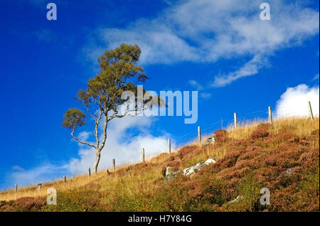 A solitary Silver Birch, Betula pendula, on a hillside near the Cabrach, Aberdeenshire, Scotland, United Kingdom. Stock Photo