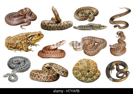 collection of herpetofauna, isolation over white background; Vipera berus, ammodytes, rakosiensis, ursinii, moldavica, natrix, common toad, full lengt Stock Photo
