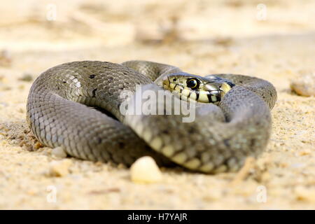 juvenile natrix basking on ground ( grass snake ) Stock Photo