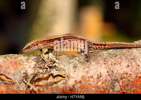 balkan wall lizard basking on wooden stump ( Zootoca vivipara ) Stock Photo
