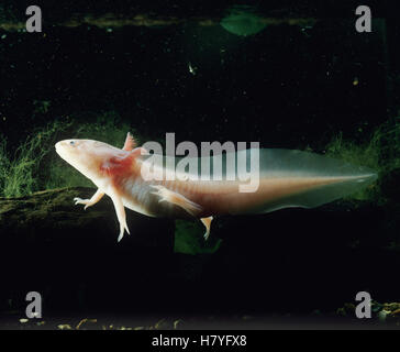 Mexican Axolotl Ambystoma Mexicanum Neotenic Adult Native To Mexico Stock Photo Alamy