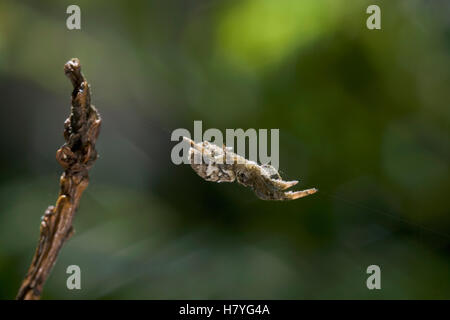 Featherlegged Spider (Hyptiotes paradoxus) carrying wrapped fly prey