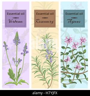 Essential oil set collection. Verbena, rosemary, thymus banner set. Vector illustration EPS 10. Stock Vector