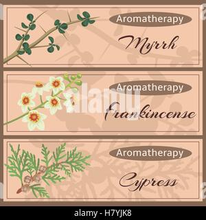 Aromatherapy set collection. Myrrh, frankincense, cypress banner set. Vector illustration EPS 10. Stock Vector