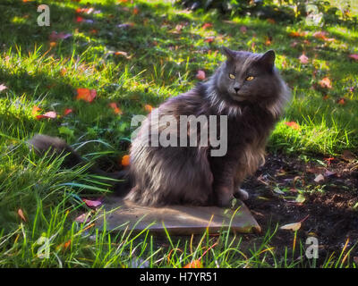 mixed breed domesticated cat in autumn Stock Photo