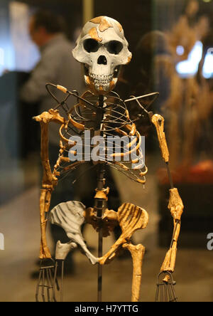 Australopithecus afarensis. Lucy. Adult female skeleton. 3.2 milion years ago. Ethiopia. Replica. National Archaeological Museum Stock Photo
