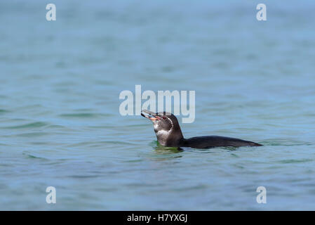 Galapagos penguin (Spheniscus mendiculus) swimming in the sea, Isabela Island, Galapagos, Ecuador Stock Photo