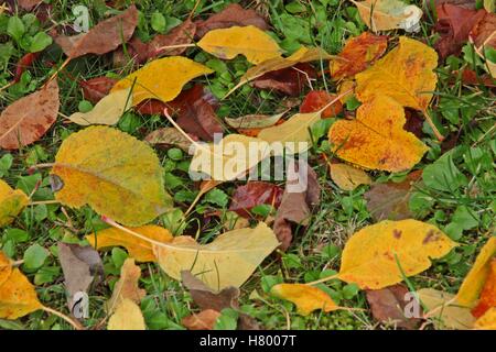 Leaves in garden
