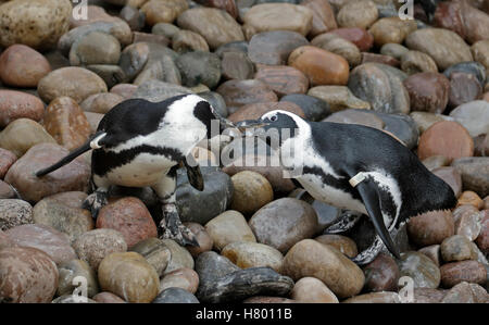 Black Footed/African Penguins (spheniscus demersus) Stock Photo
