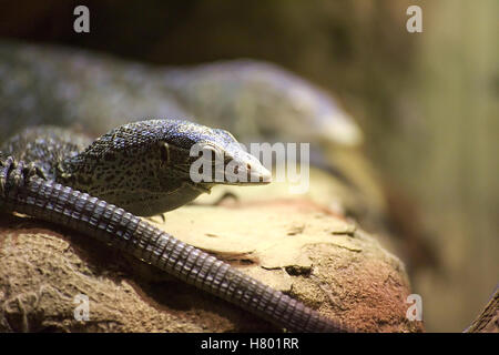 Blue-spotted tree monitor lizard (Varanus macraei). Stock Photo