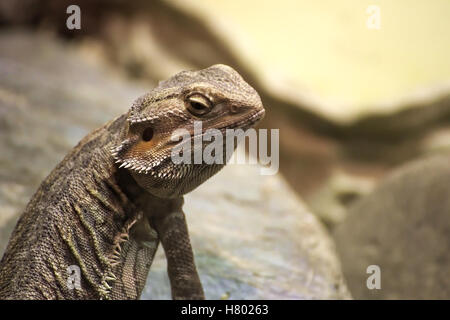 Inland bearded dragon (Pogona vitticeps) sitting on stone. Stock Photo