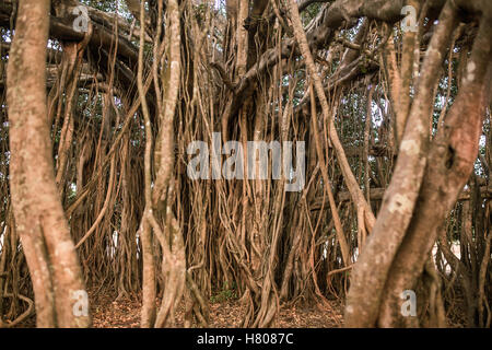 Tree of Life, Amazing Banyan Tree in morning sunlight Stock Photo