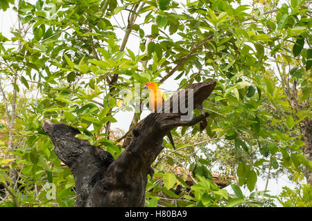 AF focused,Parrot are standing on the branch in the garden with blur background Stock Photo