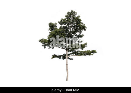 Tree on white background Stock Photo