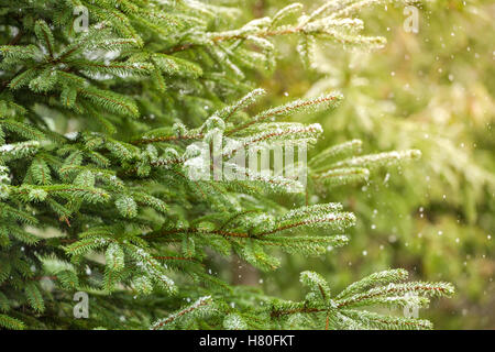 Snow fir tree branches under snowfall. Winter detail with a warm sunlight. Stock Photo