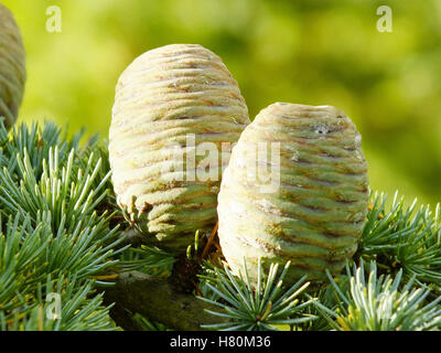 pine cones Stock Photo
