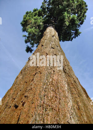 tall pine tree Stock Photo