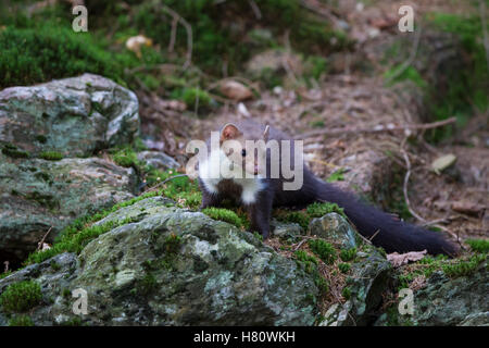 Steinmarder, Martes foina, white breasted marten Stock Photo