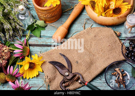 set of collected herbs and flowers for medicinal purposes Stock Photo