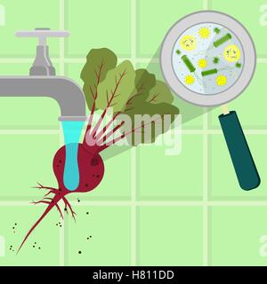 Contaminated beet tree being cleaned and washed in a kitchen. Microorganisms, virus and bacteria in the vegetable enlarged by a Stock Vector